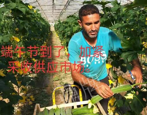 蔬菜種子種植戶客戶點評-羨慕！每公斤24元，“優比1號”在法國的表現…