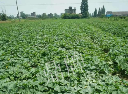 蔬菜種子種植戶客戶點評-今年秋季，什么甜瓜品種表現(xiàn)好？