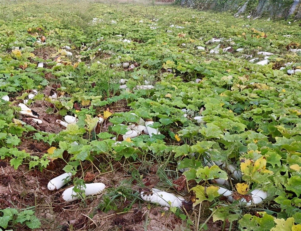 這個品種太優(yōu)秀了！耐儲耐運(yùn)，適合大面積種植，菜農(nóng)瓜販都喜歡