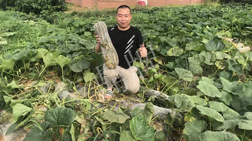 四川農戶今年種“健美蜜本”南瓜產量高，品質好，感覺巴適得很