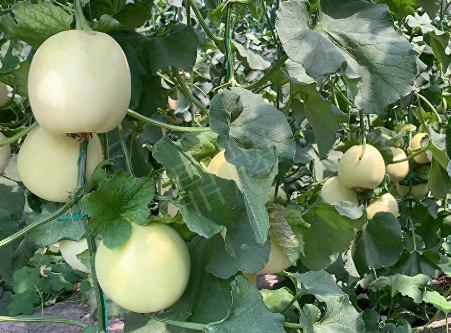 蔬菜種子種植戶客戶點評-“玉奶香2號”甜瓜，真的有那么好嗎？