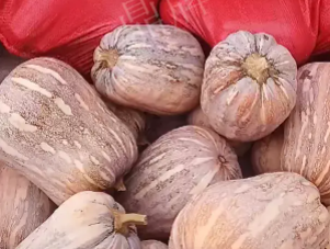 蔬菜種子種植戶客戶點評-今年，這個南瓜品種刷新了我的認知！您遇到過這種情況嗎？